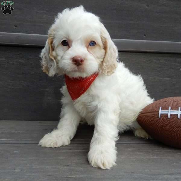 Lucky, Cockapoo Puppy